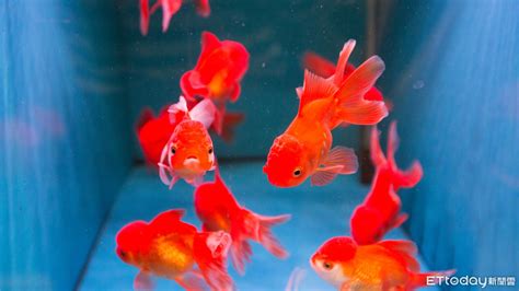 家養魚|8種適合新手養的魚 1500元就能在家打造「療癒水族箱。